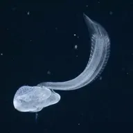 Ciencia en La Brújula: Los desiertos del océano, cómo sobrevivir donde sólo hay agua
