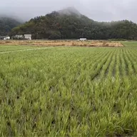 朝ラン4℃。まだまだあった人生初とビックリした蘖(孫生え・ひこばえ)田んぼと爆笑学生落語。#1671 from Radiotalk