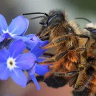 Bienen-Dating