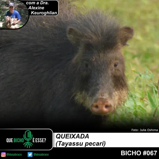 #vAPODN: queixada (Tayassu pecari)