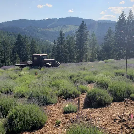 Purple Mountain Lavender- Deb Davis