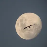 Moon-Watching for Migrating Birds