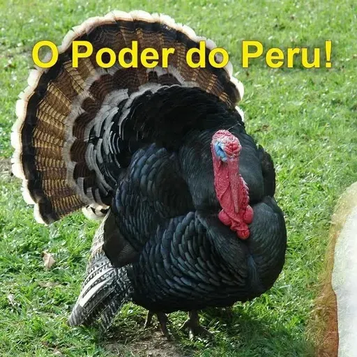 As Cartas Xamânicas, os Animais e seu Poder- O Peru