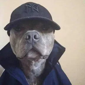 Djchecho