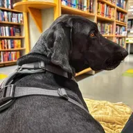 💫 👫 ... odnos psa do človekovega telesa 🤔