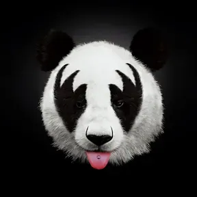 Cool Panda