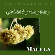Símbolos de Nossa Terra - Macela