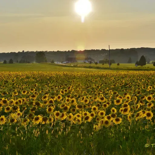 Encouragement and Prayer: Resurrection Source! (4/6/26)