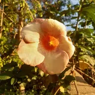 Estação Espírita 56