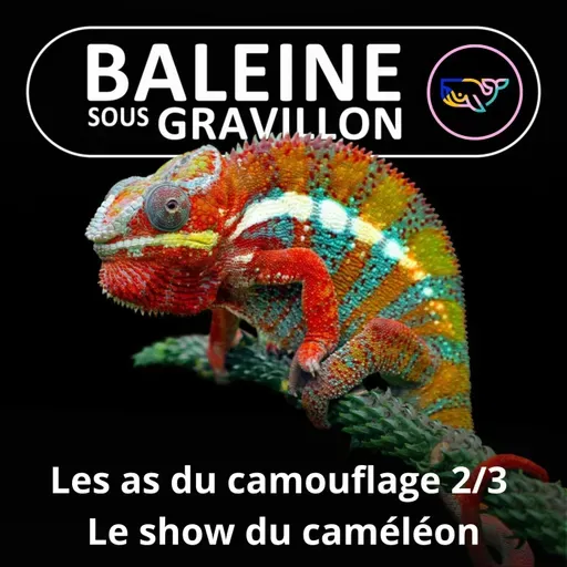 S07E164 Les as du camouflage 2/3 : Le show du Caméléon