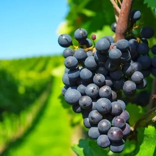 Domingo XXV T.O: El denario regalado y no merecido