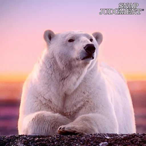 Not So Tiny Dancer - Snap Classic