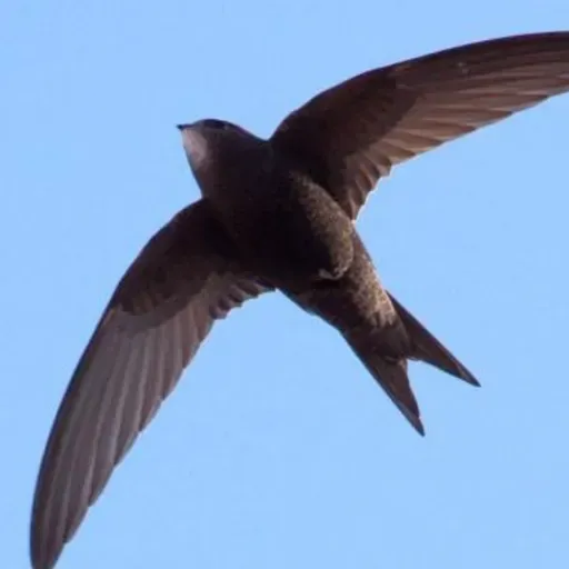 Swift Bricks