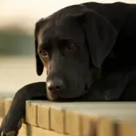 O que fazer quando um pet falece?