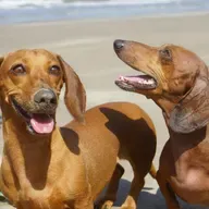 Cães podem ter relações fraternais? Veterinária explica!