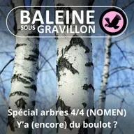 SPÉCIAL ARBRES 4/4 : Y'a du bouleau ! (NOMEN)
