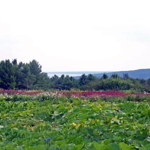 Garden Talk: Bayfield in Bloom 2026