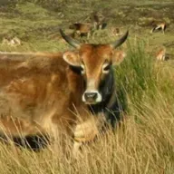 Las Vacas Enanas de Madagascar | Miniciencia
