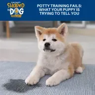 Potty Training Fails: What Your Puppy Is Trying To Tell You #312