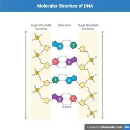 Who discover DNA?