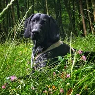 💫 ... nadomestni psi in mucki 🐶 🐈