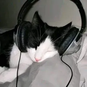 Meow is meowing.