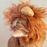 Claudine e os leões bonzinhos