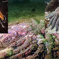 Estrellas de mar derretidas. El clima en dientes de dinosaurio.
