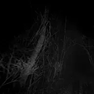 NO HAGAS CASO A LOS ÁRBOLES BLANCOS: Dos historias de terror del campo