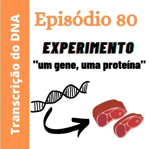 Ep80 - Experimento "um gene, uma proteína" - Introdução