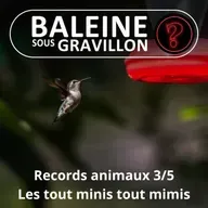 S07E146 Vous avez dit bizarre ? Records 3/5 : Les vertébrés les plus minis