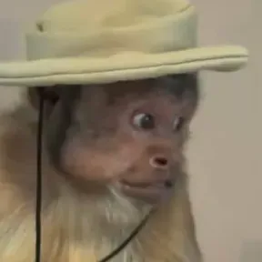 El pelucas