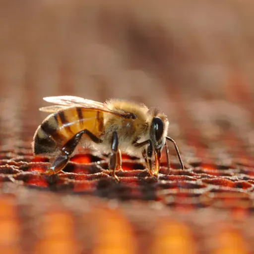 Claudine e o própolis