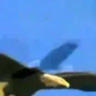 REFLEXÃO- A ÁGUIA. NARRAÇÃO- DANIEL IENSEN