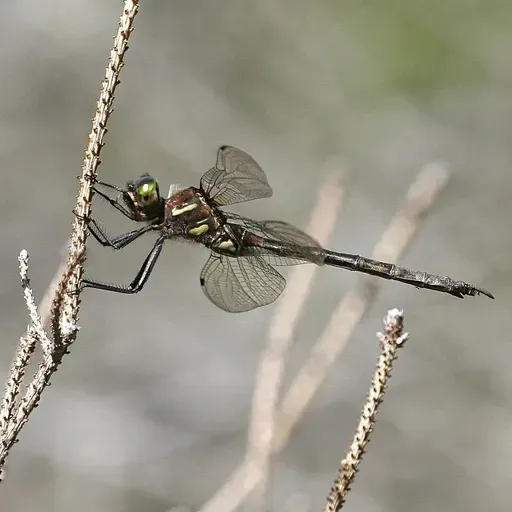 Technical college funding, Inside Wisconsin Politics, Emerald dragonfly