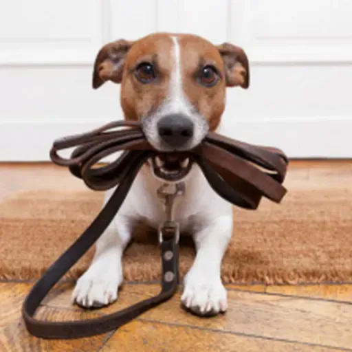 Passeios com os cães