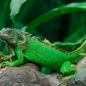 Radio Iguana