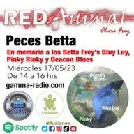 RED ANIMAL CON OLIVIA FREY/PECES BETTA EN MEMORIA A BLUY LUY, PINKY RINKY Y DEACON BLUES FREY