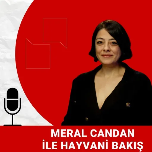 Hayvan arama kurtarmanın incelikleri neler? | Volkan Çayan anlatıyor | Patidio ile Hayvani Bakış