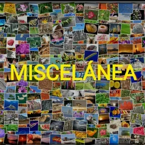 Miscelánea