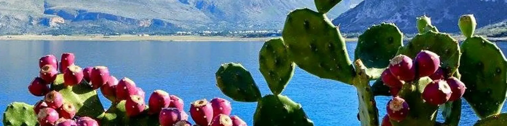 El Nopal Del Altiplano