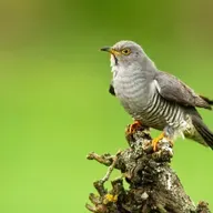 How you can be part of the cuckoo tracking project