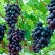 Un testimonio que de frutos
