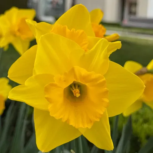 Entre narcisos