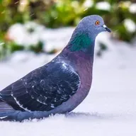 Орёл и голубка