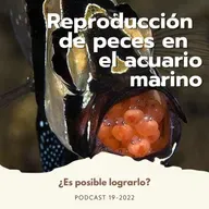 Reproducción de peces ornamentales marinos en el hogar