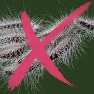 Insektnet, genmodifikation og varm tjære: Sidder læserne med løsningen på larven fra helvede?
Forslag 1: Kan mejsekasser redde os fra larven?
Forslag 2: Kan vi genmodificere os ud af problemet?
Forslag 3: Kan tjære klistre larvens hår sammen?
Forslag 4: Kan et net holde larven ude?
Forslag 5: Kan sprøjtedroner løse problemet?
Hvad virker så?