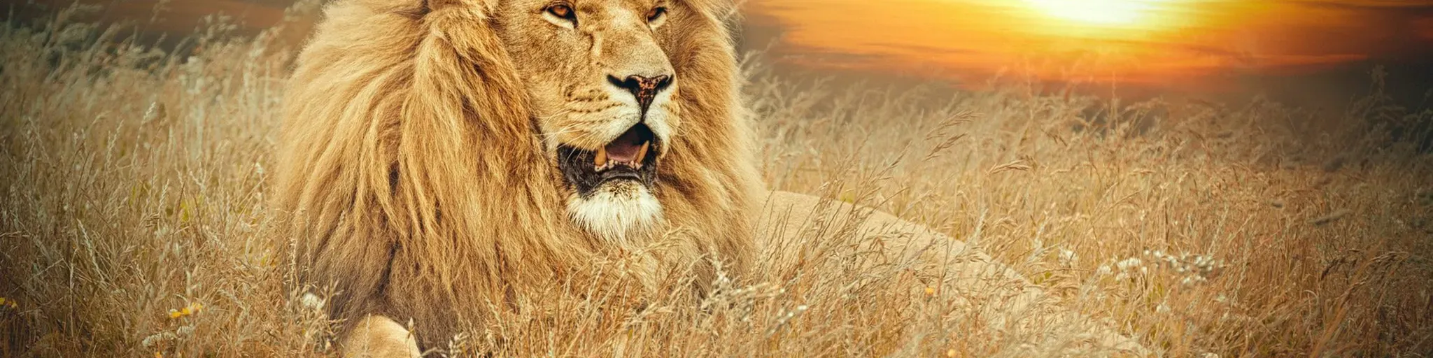 IGREJA PENTECOSTAL VIVER E RENASCER