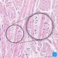 773: Fibroblasts: Quiet Engines to Boost Collagen