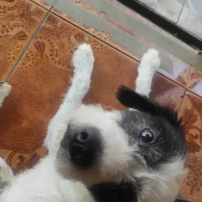 pedritofue